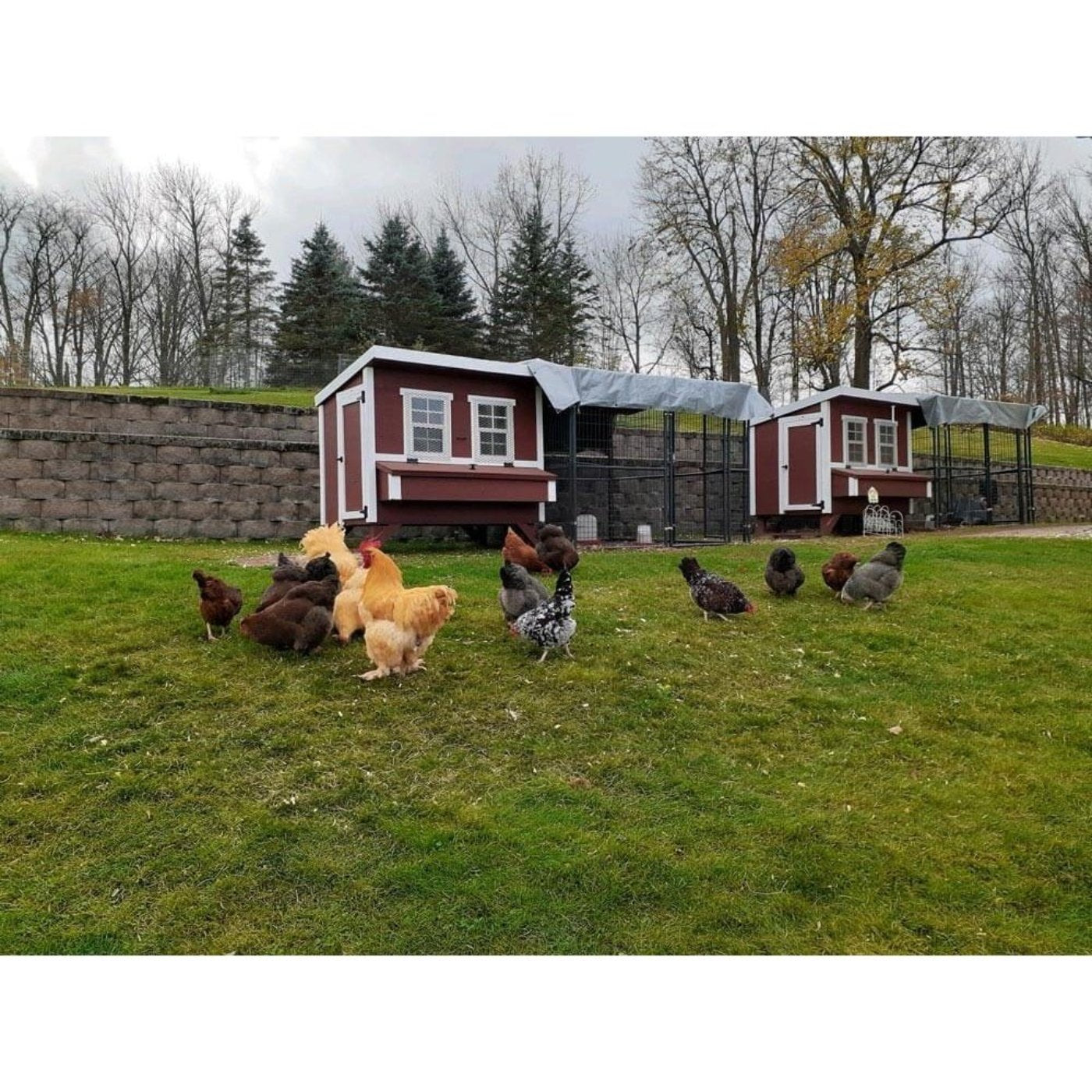 EZ Coop Large Chicken Coop - Up to 15 Chickens - 44OEZCKP - Backyard Provider